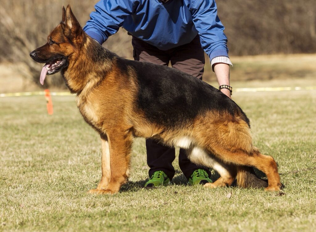 Furbo German Shepherd