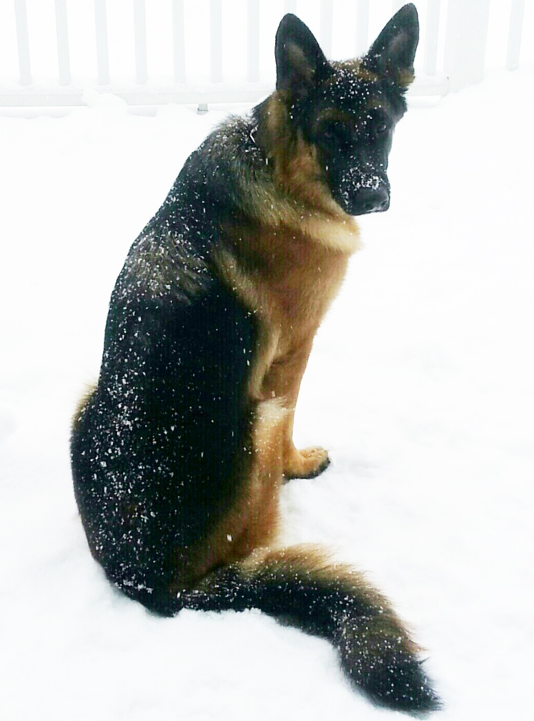 German Shepherd Dog - 2 years old