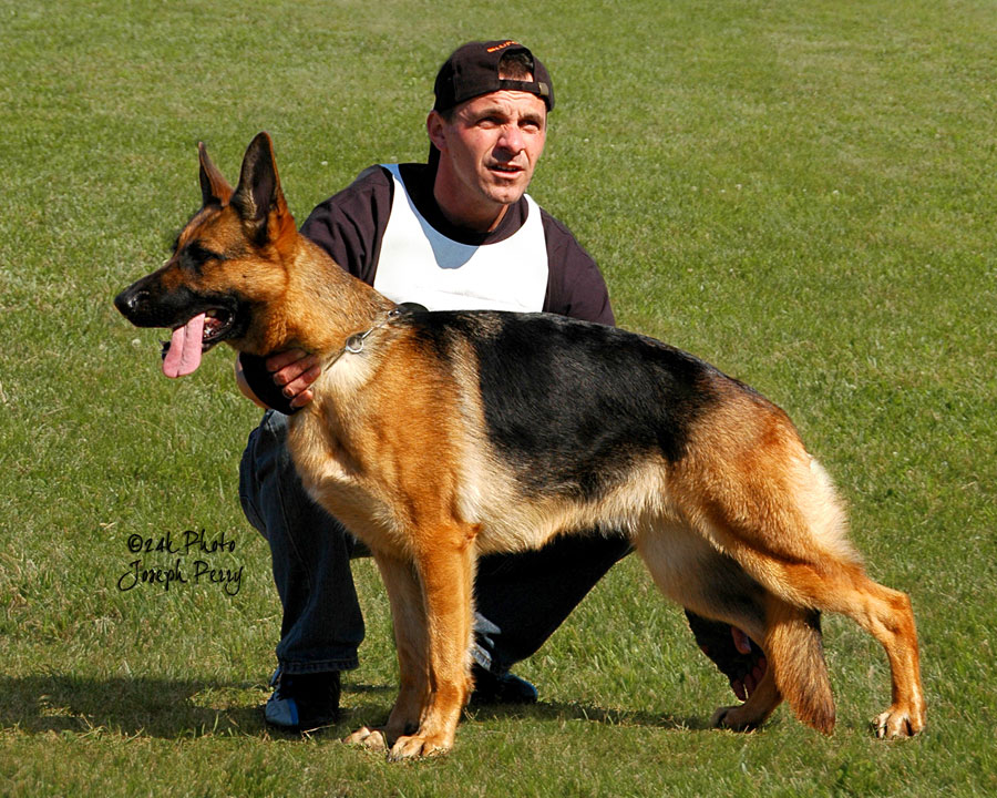 Daggi Dam German Shepherd