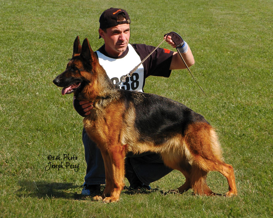 Desiena Dam German Shepherd