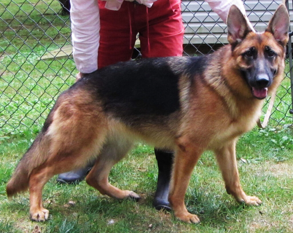 Jalta Dam German Shepherd