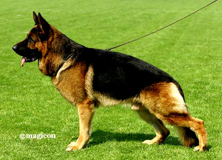 Orbit Sire German Shepherd