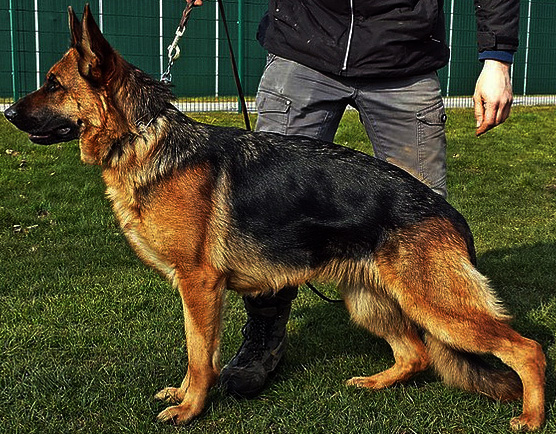 Quib Dam German Shepherd