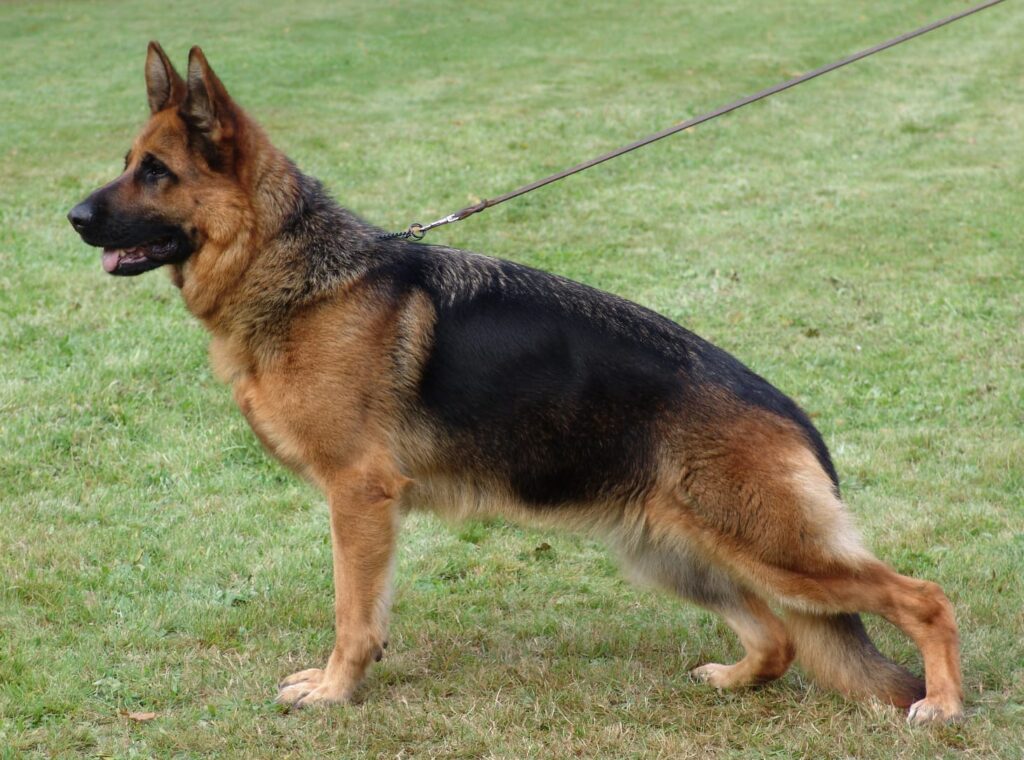 Quina Dam German Shepherd