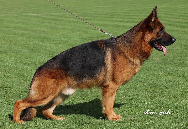 Schumann Sire German Shepherd