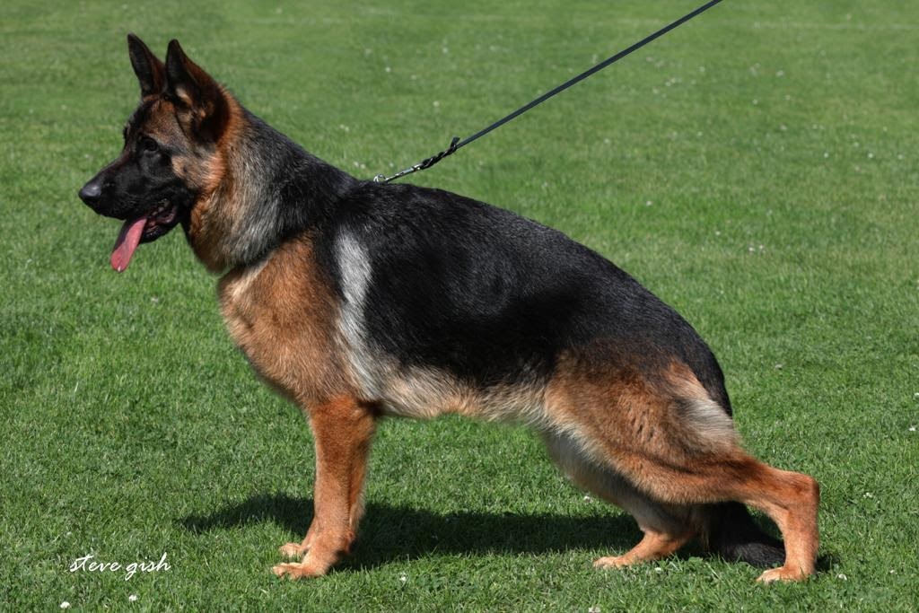 Sherry Dam German Shepherd