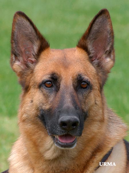 Bonnie Portrait female German Shepherd Dog