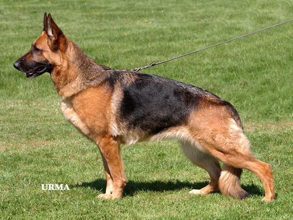 Bonnie superior European German Shepherd Dog