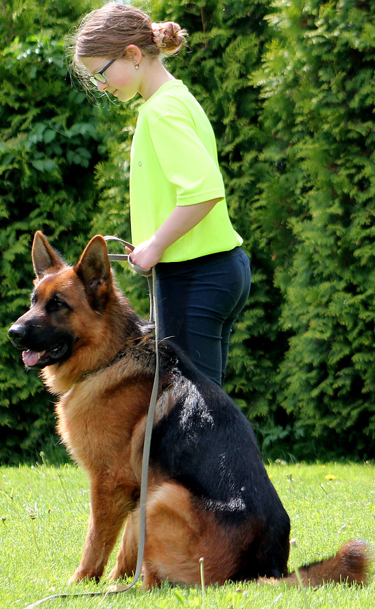 Zino Sire German Shepherd