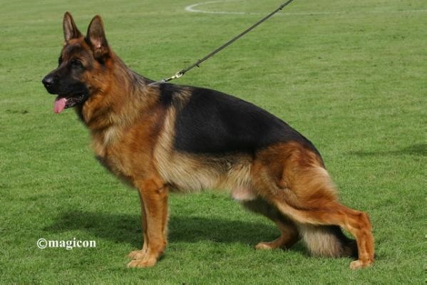 Ballack SIre German Shepherd