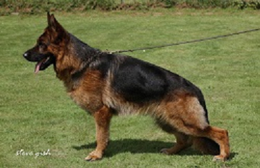 Keule German Shepherd