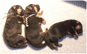 Pegi's Puppies II