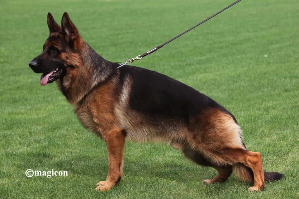 Xargon Sire German Shepherd