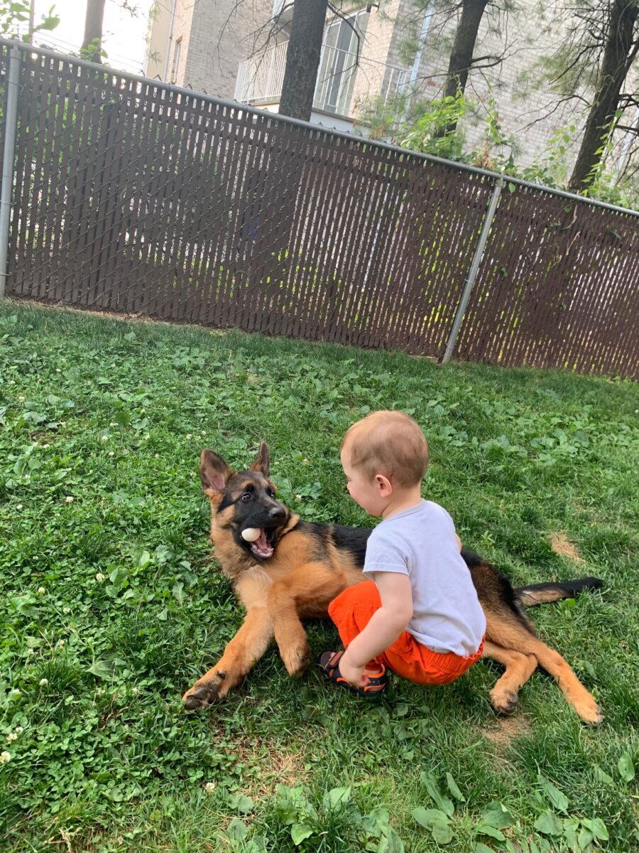 German Shepherd Dog playing in yard