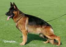 Arko German Shepherd