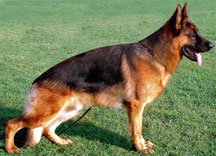 Bazi German Shepherd