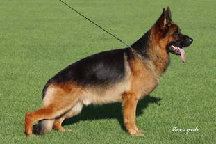 Beno German Shepherd