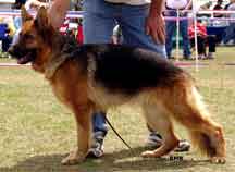 Fee German Shepherd