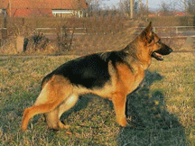 Fanny German Shepherd