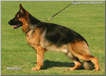 Jaguar German Shepherd