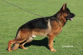 Netzer German Shepherd