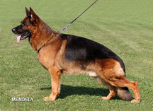 Ober German Shepherd