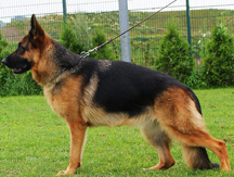 Quessa German Shepherd