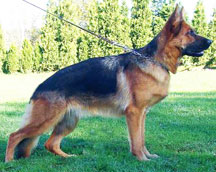 Ulena German Shepherd