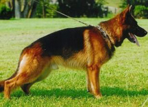 Ulko German Shepherd