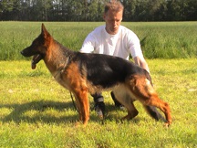 Quendy German Shepherd