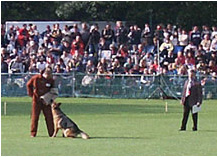 SV German Shepherd Dog Show 1