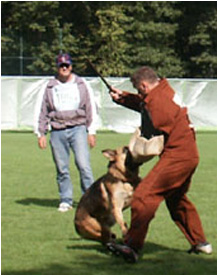 SV German Shepherd Dog Show 3