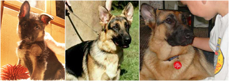 Collage German Shepherd Dogs