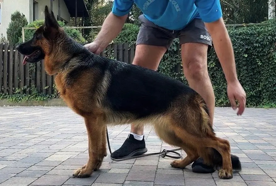 female german shepherd