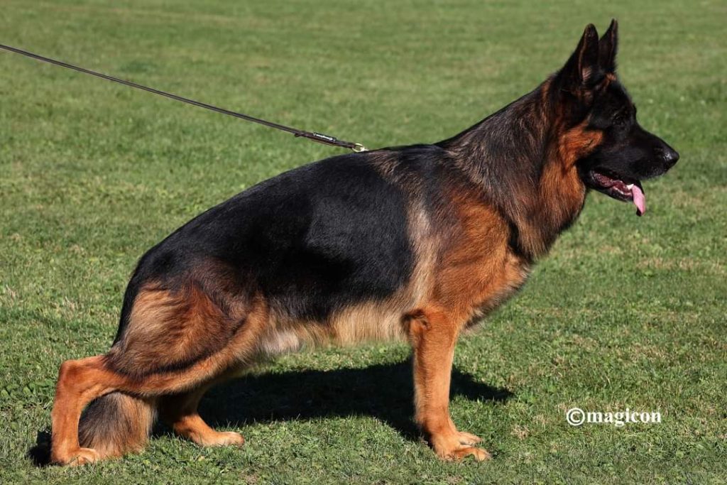 male german shepherd