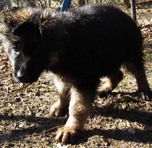 Maggie Pups 1