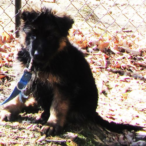 Maggie Pups 2