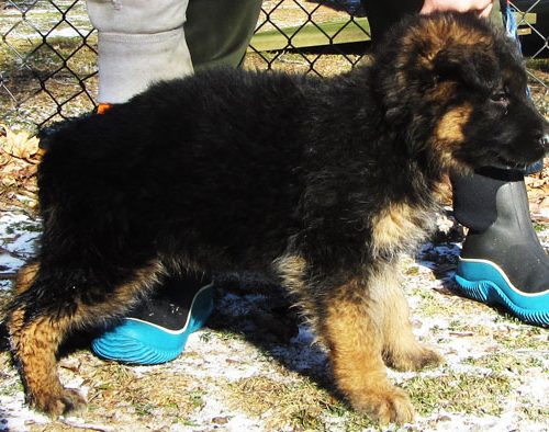 Maggie Pups 3