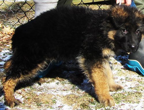 Maggie Pups 4