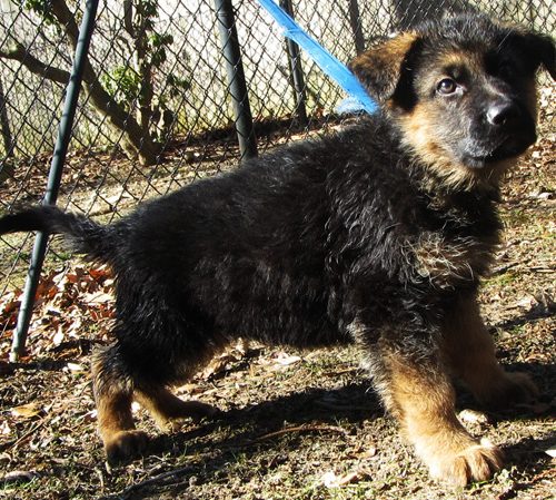 Maggie Pups 5