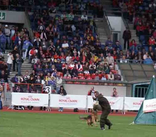 German Shepherd training Braunschweig, Germany 2007