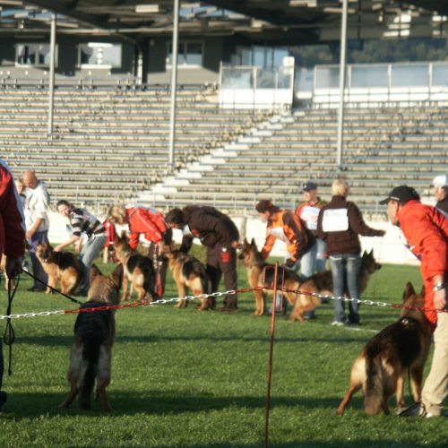 Aachen Desiena Daggi German Shepherd Dog