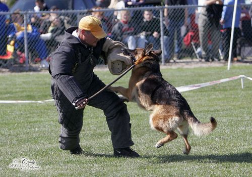 Sieger Dog Show
