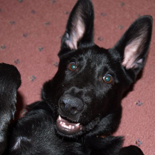 Keir Pups 3