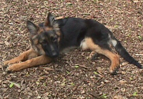 Bonnie Pups 10