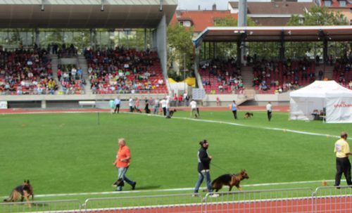 German Shepherds Kassel, Germany 2013