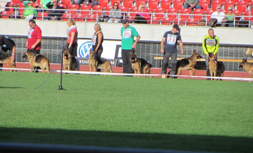 German Shepherds Kassel, Germany 2013