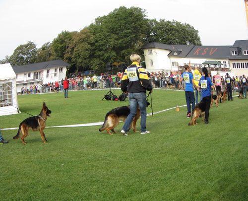 German Shepherds being trained