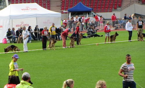 German Shepherds being trained in field