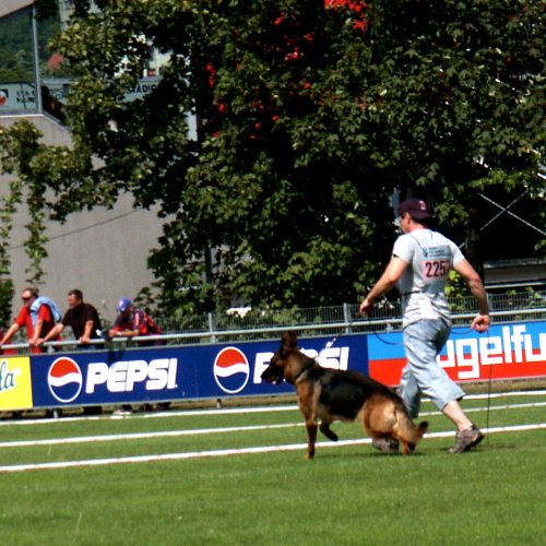 Ulm German Shepherd Dog Show 2009